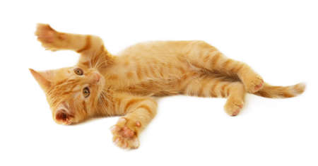 cute little ginger cat playing on white background,の写真素材