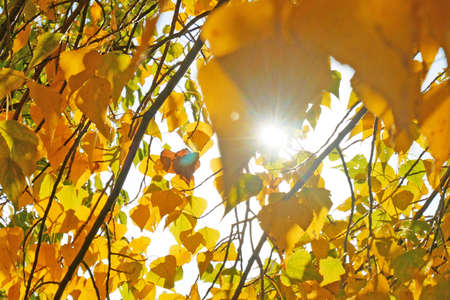 Beautiful Orange and yellow autumn leaves on tree branch and sun light closeup, autumn mood