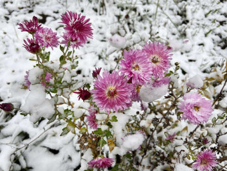 Beautiful violet chrysanthemum flowers in garden covered with first snow, winter garden, closeupの写真素材