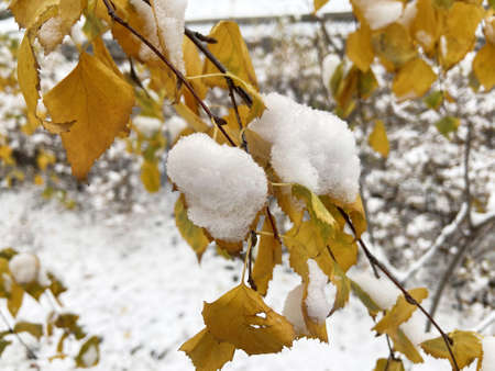 First snow covered autumn colored leaves in tree, tree brand with yellow leaves under snowの写真素材