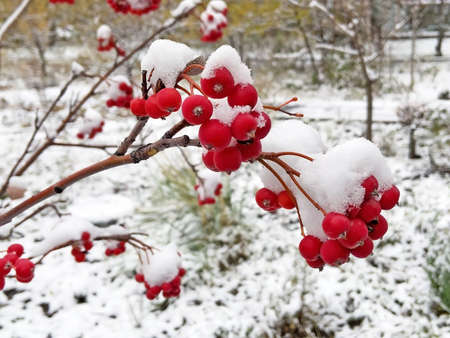 frosted red rose hips in the garden, red fruits of the rose hip plant is covered with snow hat,...