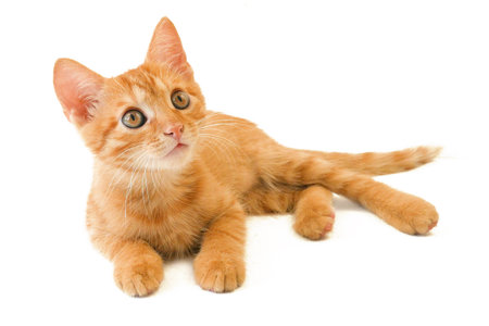 cute little ginger cat playing on white backgroundの写真素材