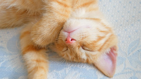 cute little ginger cat slipping on blue backgroundの写真素材