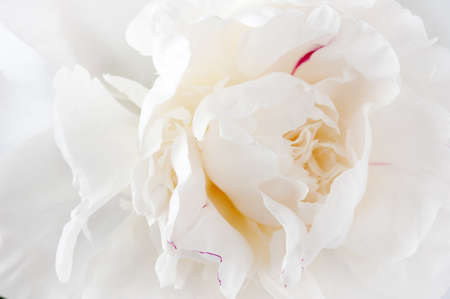 beautiful white peony flower macroの写真素材