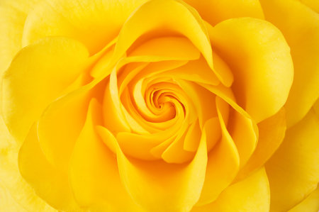 beautiful yellow rose macroの写真素材
