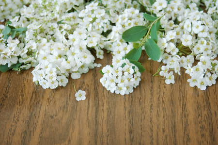 white blossom tree flowers on wooden background, closeupの写真素材