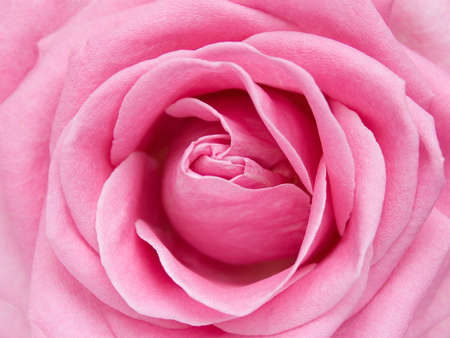 beautiful pink rose macroの写真素材