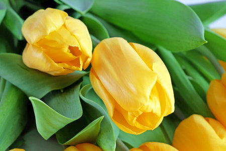 beautiful yellow tulips flowers bouquetの写真素材