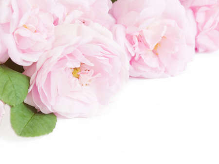 beautiful pink roses bunch on white backgroundの写真素材