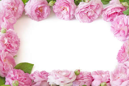beautiful pink roses bunch on white backgroundの写真素材
