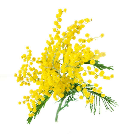 mimosa plant with round fluffy yellow flowers isolated on white, closeupの写真素材