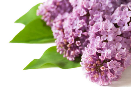 Beautiful lilac isolated on white background, closeup