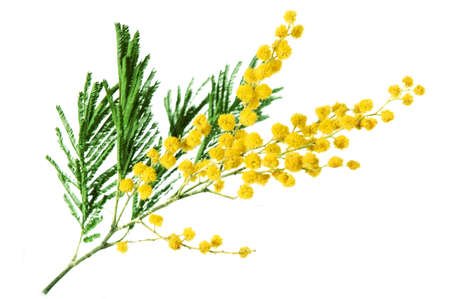 mimosa yellow flowers branch isolated on white, closeupの写真素材