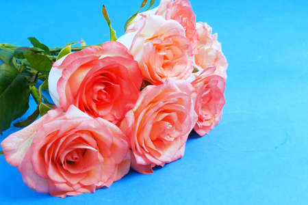 Beautiful pink roses bunch on blue background with copy space