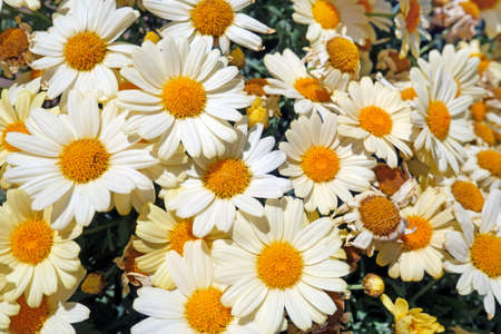 Beautiful background of many white and yellow camomiles