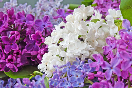 Beautiful white and violet lilac background, closeupの写真素材