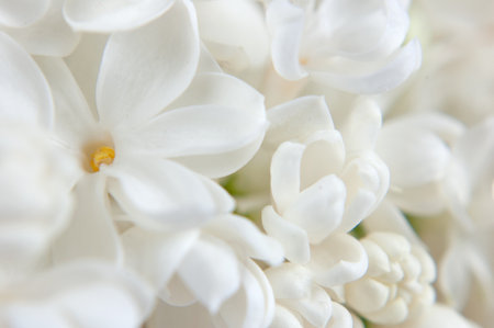 Beautiful white lilac flowers background, closeup, macroの写真素材