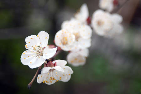 beautiful tree blossom sakura in spring time on blue sky backgroundの写真素材
