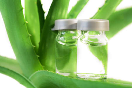 Aloe Vera plant, herbal medicine for skin treatment and use in spa for skin care in bottle. Herb in nature, closeupの写真素材