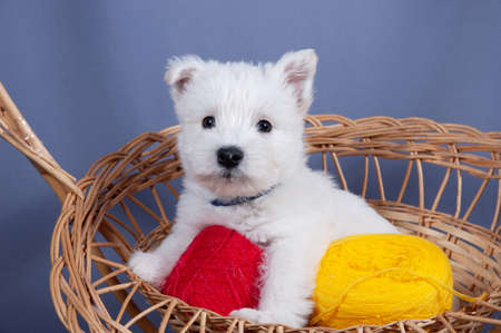 white west highland terrier dog puppy in basket with red and yellow skeins of yarn on gray background, closeupの写真素材