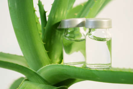 Aloe Vera plant, herbal medicine for skin treatment and use in spa for skin care in bottle. Herb in nature, closeupの写真素材