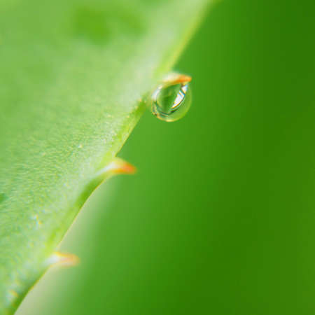 water drops on Aloe Vera plant leaf, herbal medicine for skin treatment. Herb in nature, closeupの写真素材