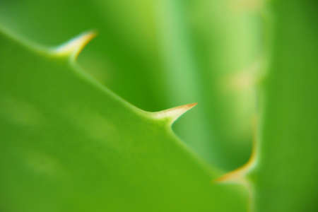 Aloe Vera plant leaf, herbal medicine for skin treatment. Herb in nature, closeupの写真素材