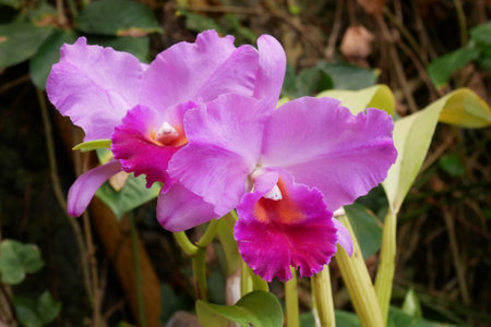 Pink orchid flower, Blooming pink orchid on a green branch, orchid flower phalaenopsis, phalaenopsis or falah, closeupの写真素材