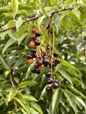 branch of bird-cherry tree (Prunus padus) closeup, outdoors