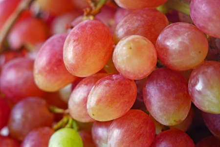 Ripe red grape. Pink bunch with leaves background. closeup, macro