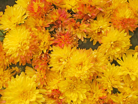 beautiful asters bouquet background, outdoors, closeup