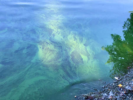 Algal bloom due to pollution and phosphate in water, Water pollution caused by chemicals. Outdoors