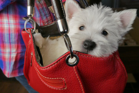 funny white west hightland terrier dog puppy in red woman bag on gray background, closeupの写真素材