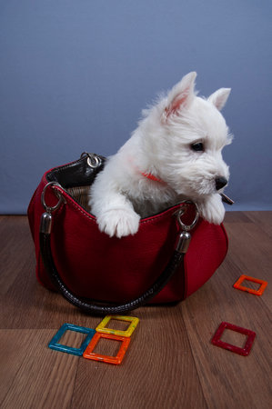 funny white west highland terrier dog puppy sits in basket, little dog indoor, dog breeding business conceptの写真素材
