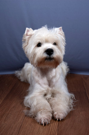 West Highland Terrier Dog Sitting at home, portrait dog, closeupの写真素材