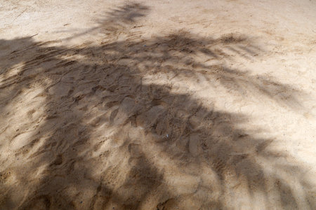 Tropical beach sand with shadows of coconut palm tree leaves. Travel and vacation concept background. top view. flat lay. Minimal summer conceptの写真素材