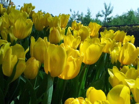 tulip yellowの写真素材