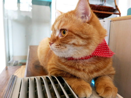 Beautiful orange cat rests on the side of the air box.の素材