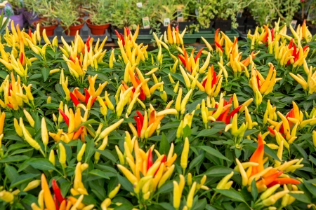 Chili Pepper Plantsの写真素材