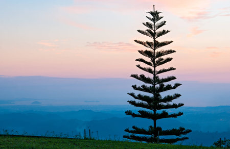 Chritsmas lone tree with sunset color backgroundの写真素材