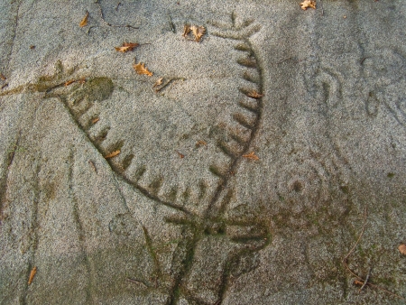 Petroglyph  Detail of the main reason for the panel called two Carballos Laxe  The main reason is a great deer hunted with several spears stuck into its side  Dating in the transition from third and second millennium BC During the Bronze Age のeditorial素材