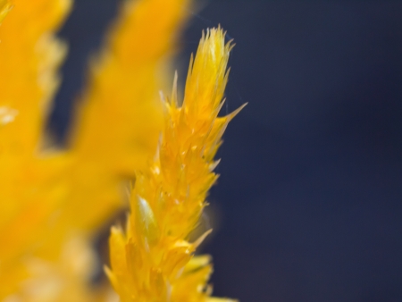 Yellow Flower colorful and blueの写真素材