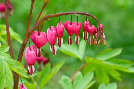 Bleeding Heart flower (Dicentra spectabilis)の写真素材