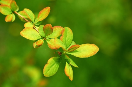 Green Leafs on defocused backgroundの写真素材