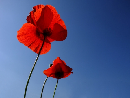 Poppies over blue skyの写真素材