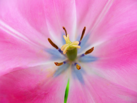 Pink tulipの写真素材