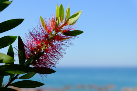 Plant of Callistemon with red bottlebrush flowersの写真素材