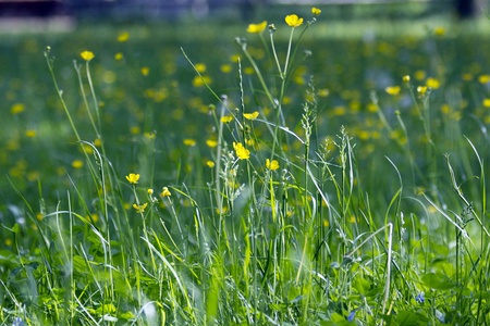 flower , grassの写真素材