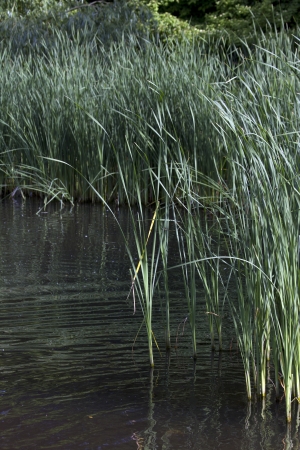 cane, water plantの写真素材