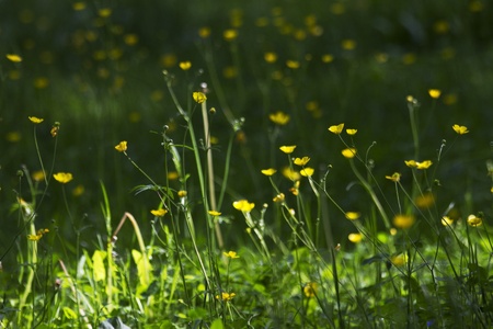flower, yellow,grass,の写真素材